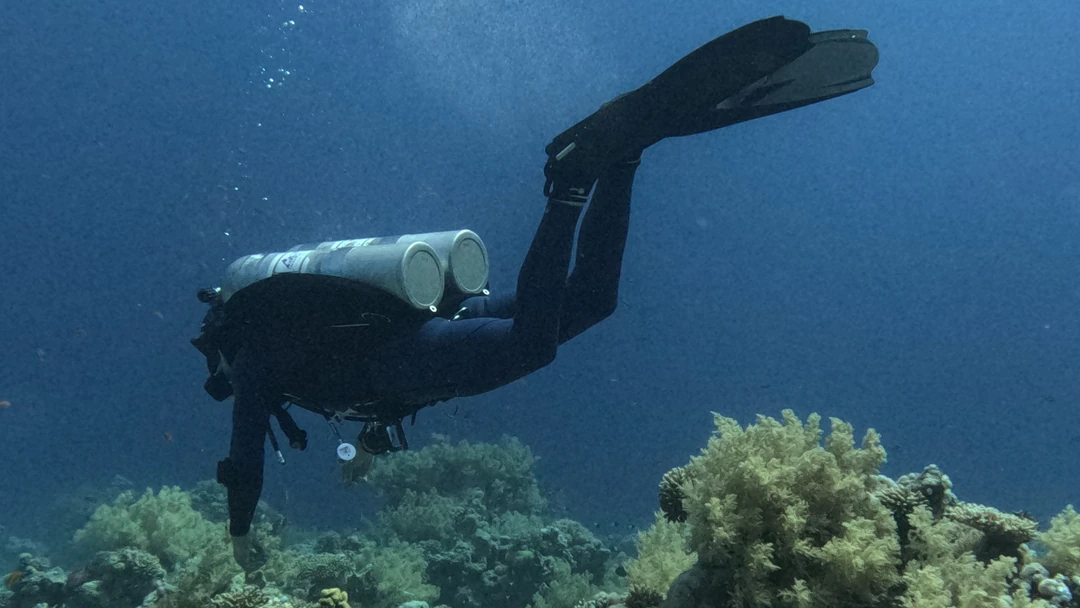 Kızıldeniz'de mercan resifinin üzerinde süzülen çift tüplü dalıcı