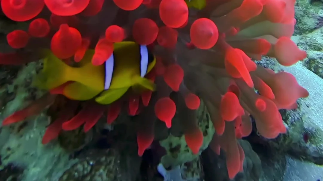 Kızıldeniz'de kırmızı bir anemonun içinde palyaço balığı